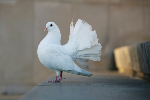 Bird - White Dove on a step