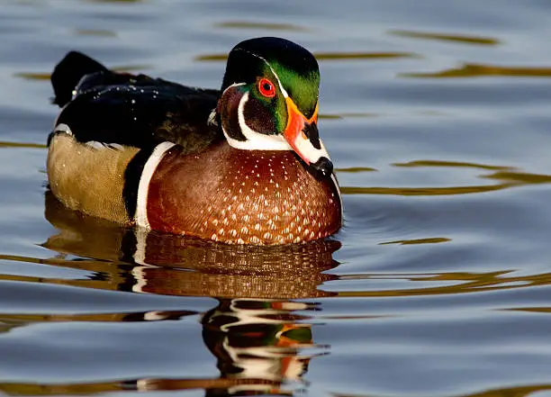 A male woodduck in a local pond, Victoria, B.C. Canada