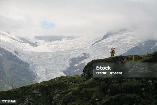 Photo libre de droit de Vue Sur Les Glaciers De Suisse banque d'images et plus d'images libres de droit de Vache - Vache, Alpinisme, Bovin