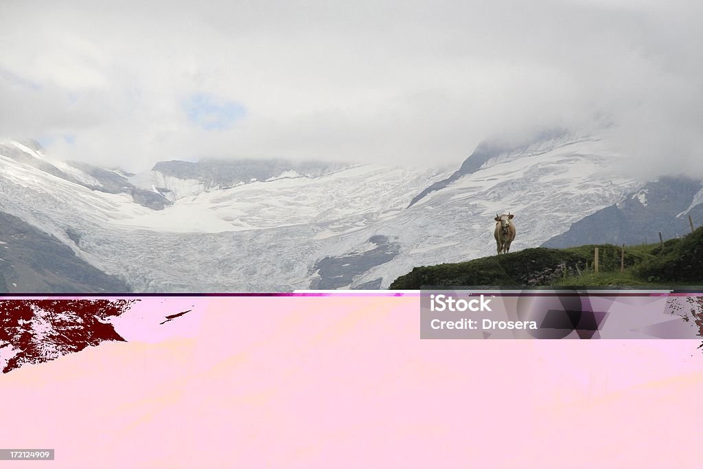 Glaciar ver Suíça - Royalty-free Vaca Foto de stock