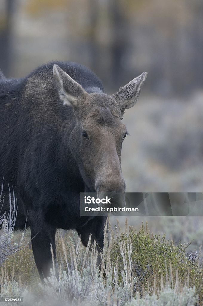 Cow moose Cow moose up close in the wild Animal Stock Photo