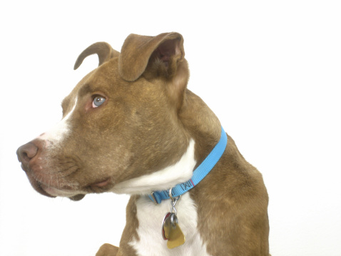 American PitBull Terrier with bright aqua colored collar