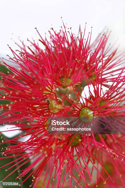 Pohutukawa Цветок Макро — стоковые фотографии и другие картинки Без людей - Без людей, Белый, Вертикальный