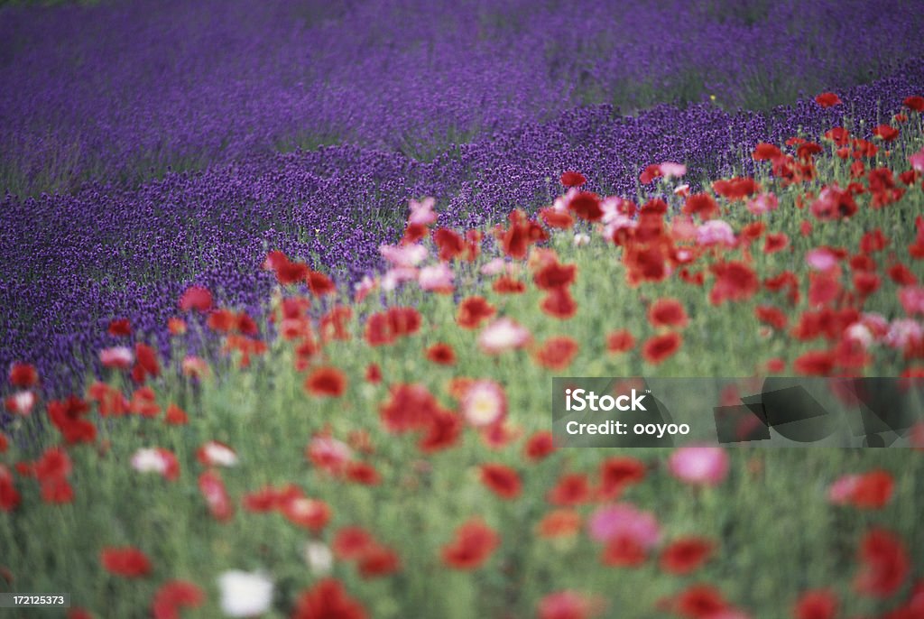 Jardim de Flor - Royalty-free Ajardinado Foto de stock