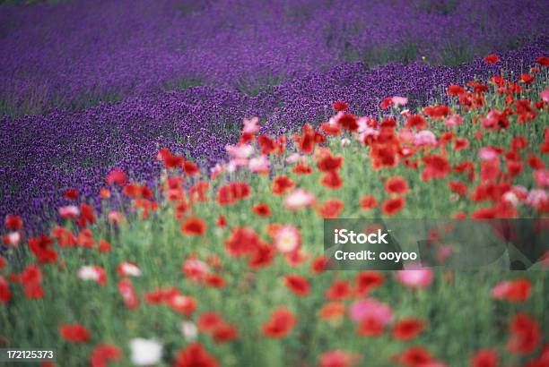 Foto de Flower Garden e mais fotos de stock de Ajardinado - Ajardinado, Botânica - Assunto, Campo