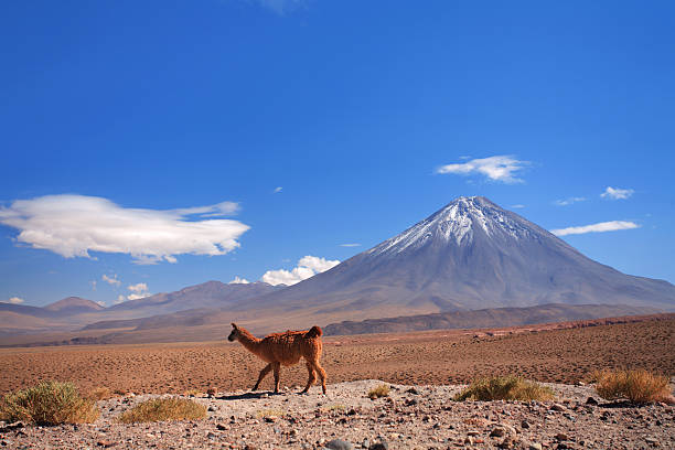 More ATACAMA images here: