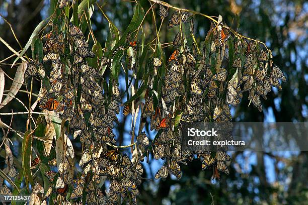 モナーク蝶の木 - まぶしいのストックフォトや画像を多数ご用意 - まぶしい, オオカバマダラ, オレンジ色