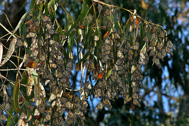 Monarch Butterflies in Tree stock photo