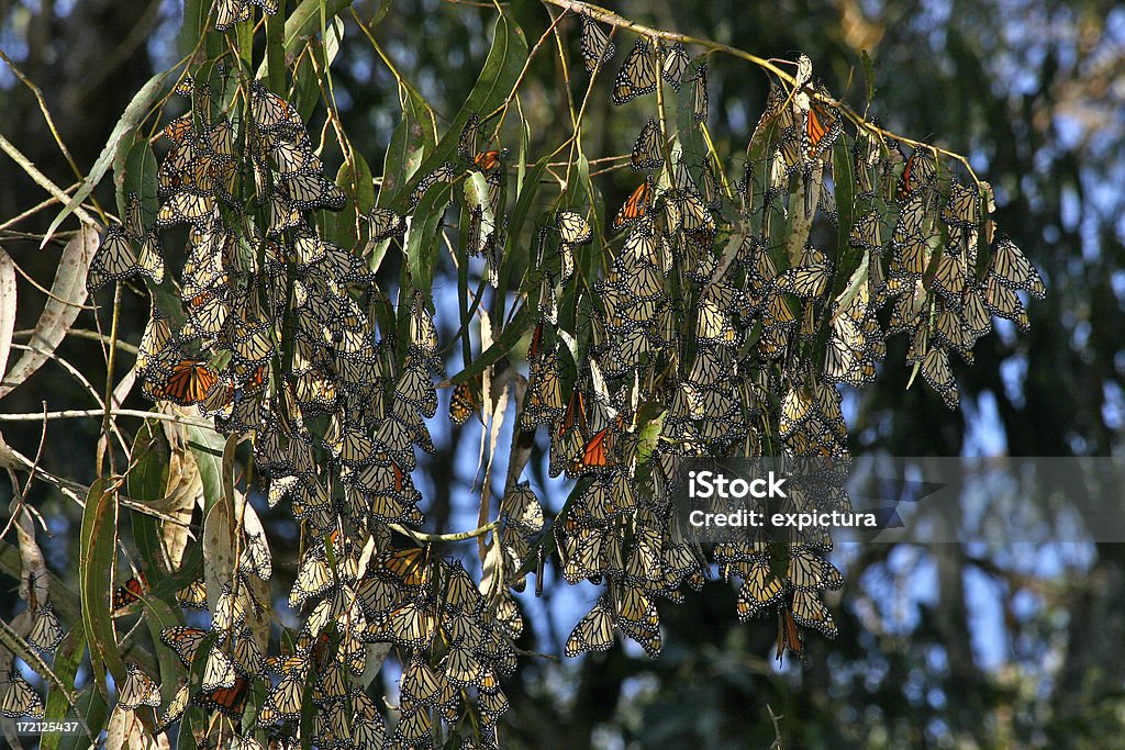 Monarca insectos na Árvore - Royalty-free Abundância Foto de stock