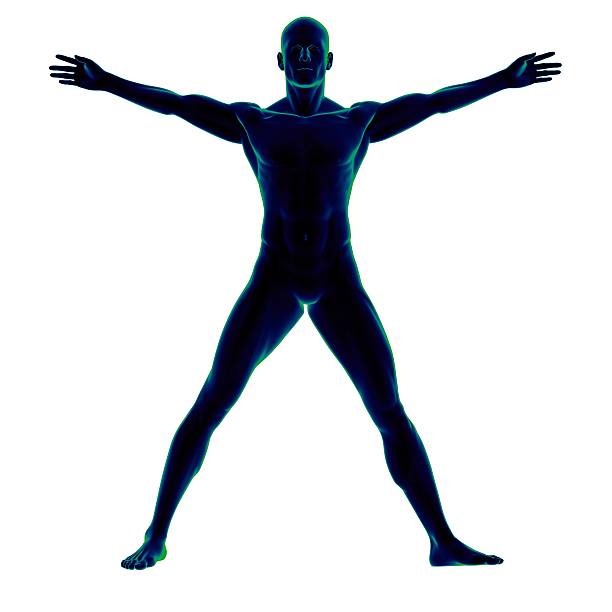 corpo humano de um homem para estudo - arms outstretched men anatomy front view imagens e fotografias de stock