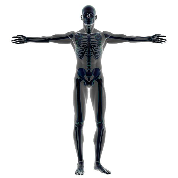 corpo humano de um homem com esqueleto para estudo - arms outstretched men anatomy front view imagens e fotografias de stock