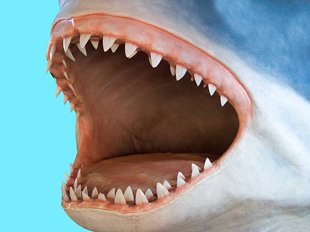 ปลาฉลาม - เม็กกาโลดอน ภาพสต็อก ภาพถ่ายและรูปภาพปลอดค่าลิขสิทธิ์