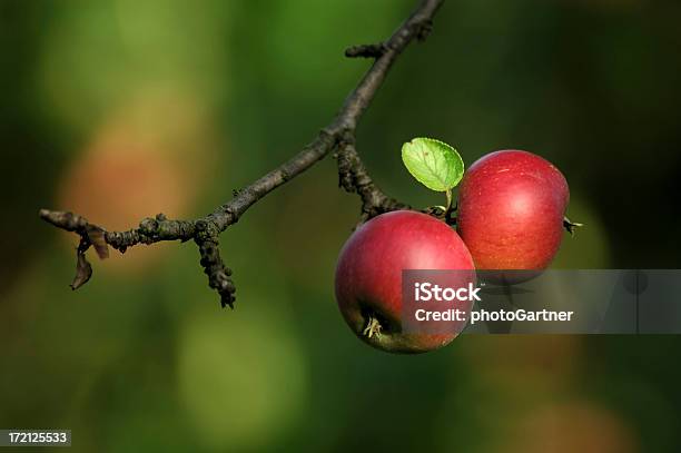 Äpfel Und Baum Stockfoto und mehr Bilder von Apfel - Apfel, Ast - Pflanzenbestandteil, Zwei Gegenstände