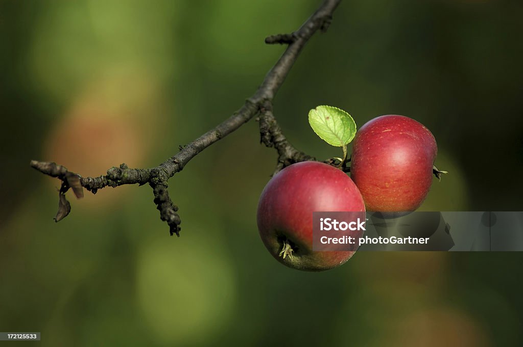 Les pommes et l'arbre - Photo de Branche - Partie d'une plante libre de droits