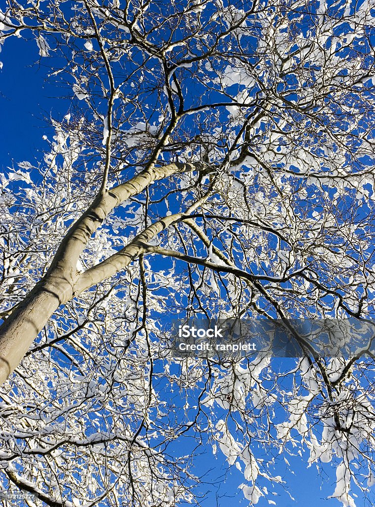 Árvore coberta de neve - Royalty-free Azul Foto de stock