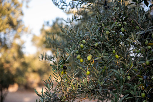Olive branch with green olives and tree on summer day, selective focus.