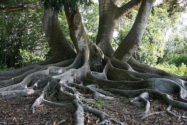 exotische wurzeln eines bay fig tree - root tree sarasota tropical climate stock-fotos und bilder