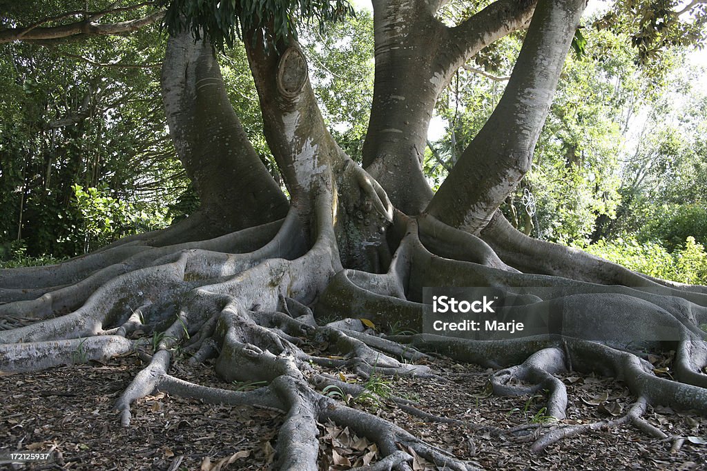 Exotique racines d'un figuier de la baie - Photo de Arbre libre de droits