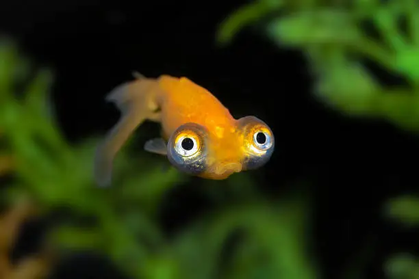 Bug-eyed gold fish with a big frown.