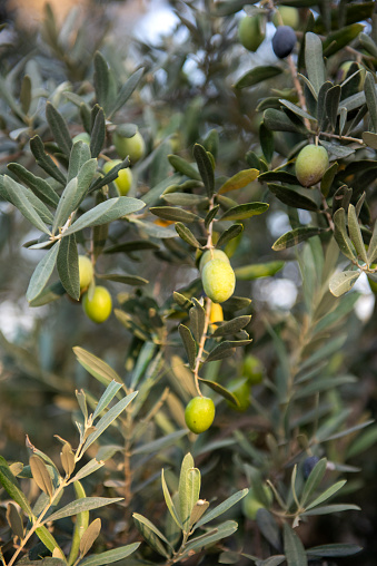 Young Green Olives Hang on Branches