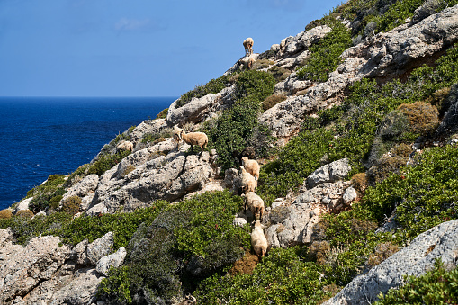 A herd of sheep grazing on a rocky mountainside by the sea on the island of Crete, Grecja