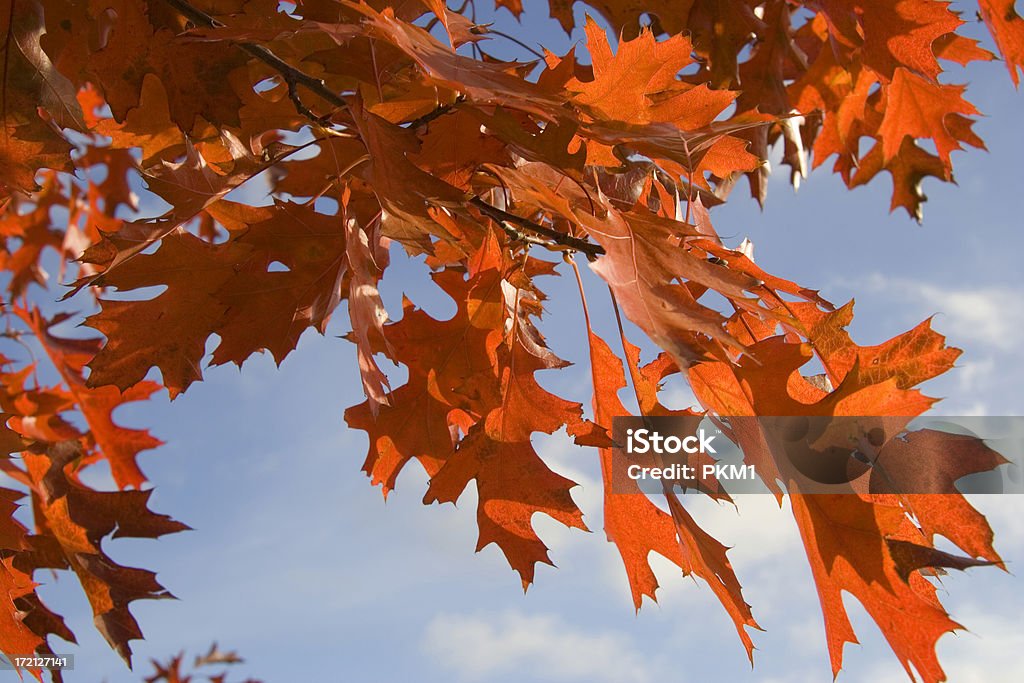 秋の葉 - オレンジ色のロイヤリティフリーストックフォト