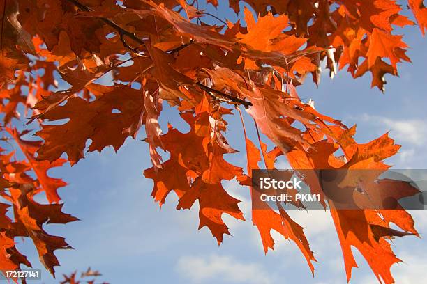 秋の葉 - オレンジ色のストックフォトや画像を多数ご用意 - オレンジ色, オークの木, オークの葉