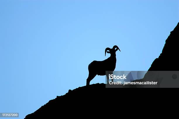 Dickhornschaf In Silhouette Ii Stockfoto und mehr Bilder von Berggipfel - Berggipfel, Dickhornschaf, Anhöhe