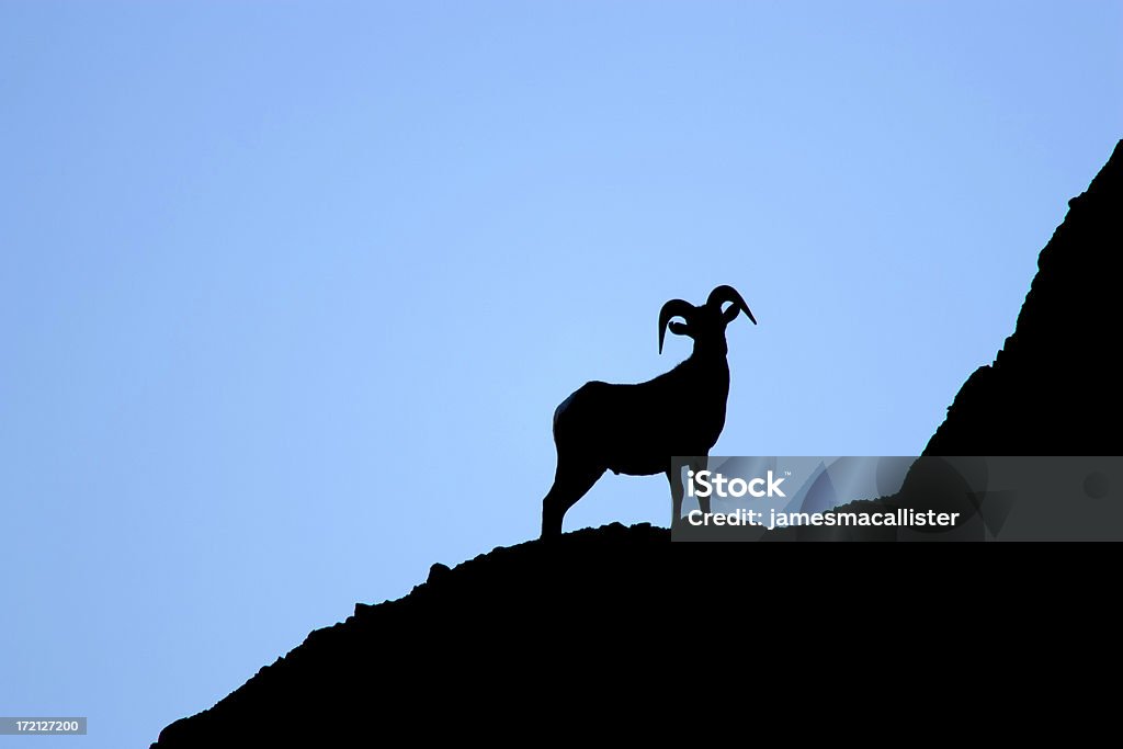 Pecora dalle grandi corna in Silhouette II - Foto stock royalty-free di Pecora dalle grandi corna