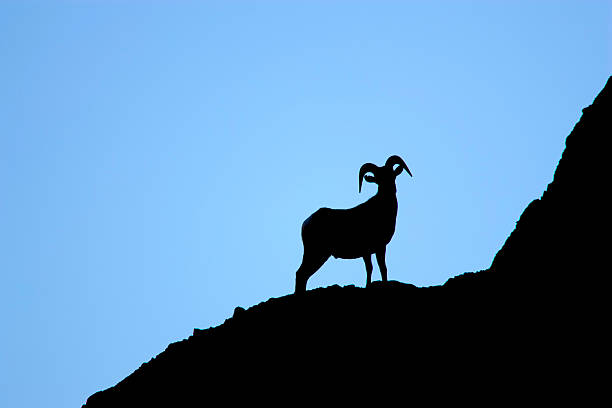 Bighorn Sheep in Silhouette II