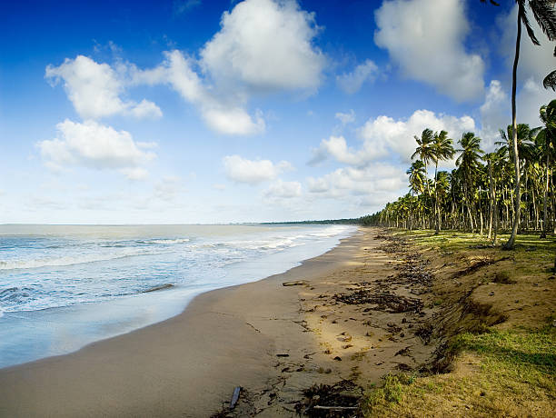 istock Tropical Golden Sand Beach with Coconut Trees 172127454