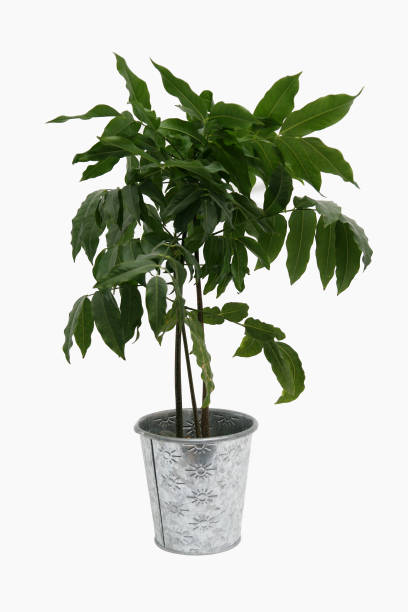 istock Green potted plant 172127499