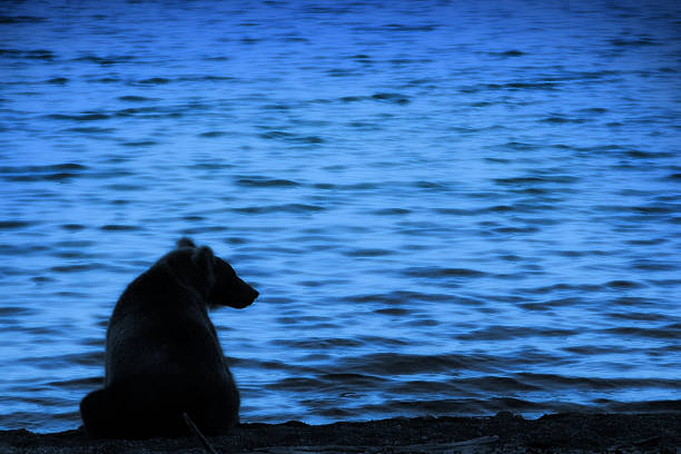 Thirsty bear. stock photo