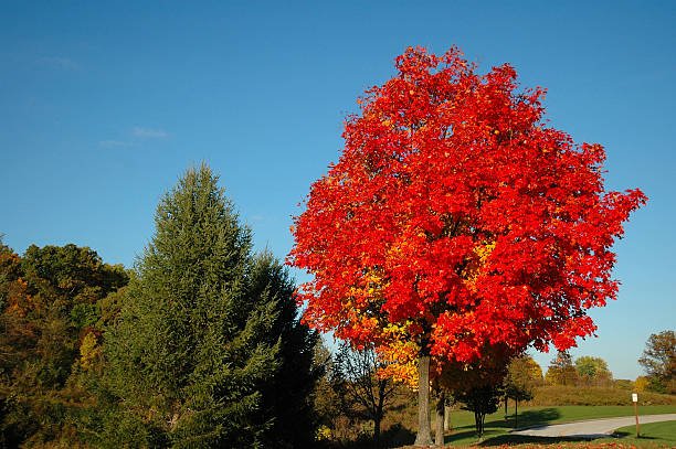 Brilliant Fall Foliage stock photo