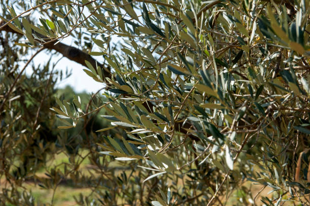 istock Young Green Olives Hang on Branches 1721276437