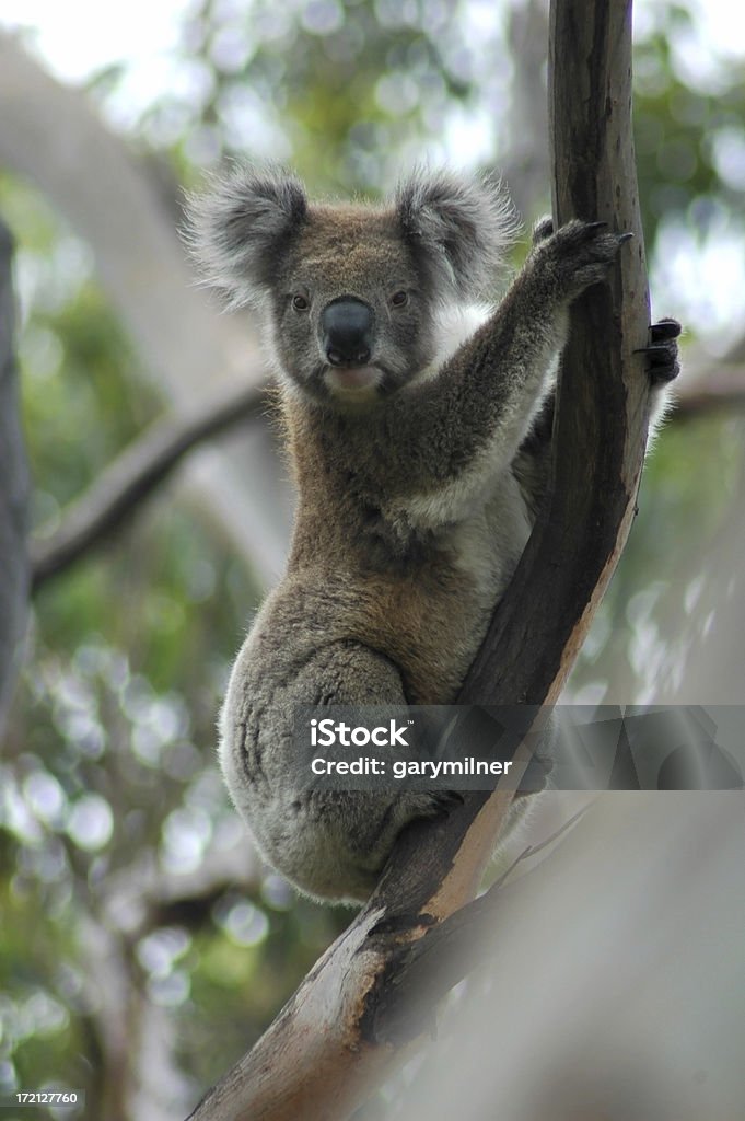 Alerte Koala - Photo de Animaux à l'état sauvage libre de droits