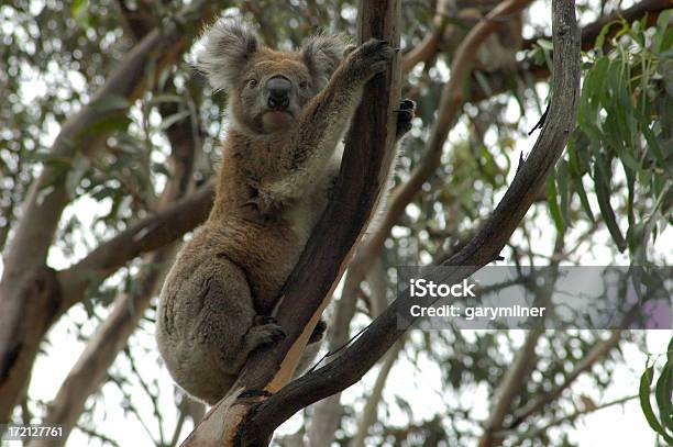 Dziki Koala - zdjęcia stockowe i więcej obrazów Eukaliptus - Eukaliptus, Koala, Australia