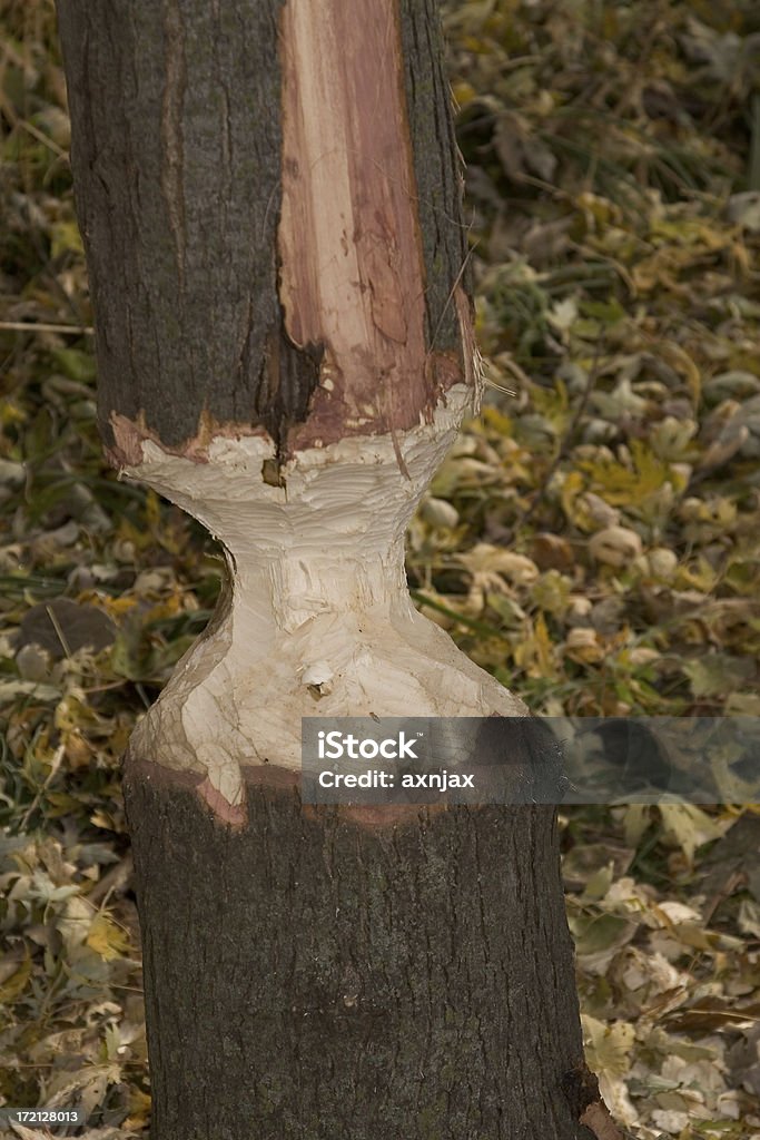 beaver comida - Foto de stock de Danificado royalty-free