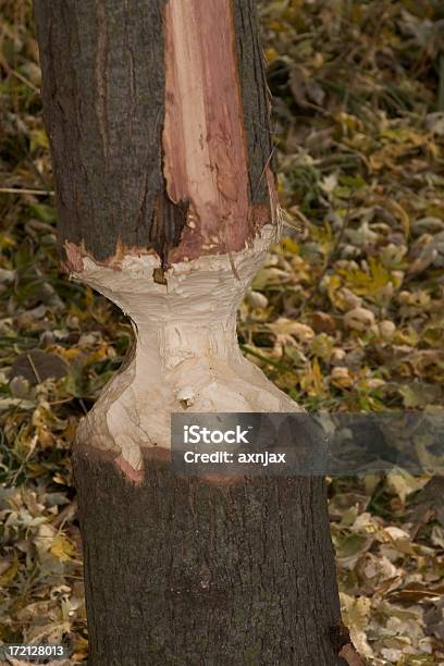 Castor Alimentos - Fotografias de stock e mais imagens de Danificado - Danificado, Desastre Ambiental, Dique de castor