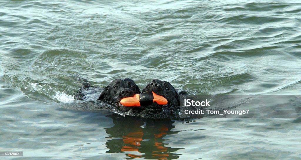 水の犬のツインズ - 2匹のロイヤリティフリーストックフォト