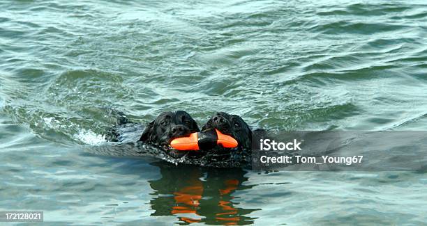 水の犬のツインズ - 2匹のストックフォトや画像を多数ご用意 - 2匹, ブラックラブラドール, プレーする