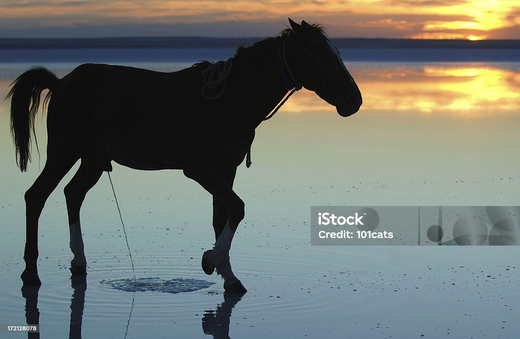 lonely caballo - Foto de stock de Agua libre de derechos