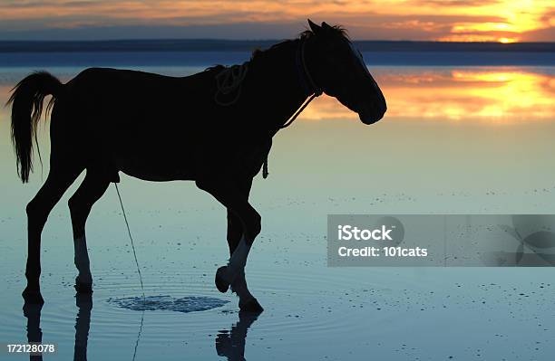 Lonely Caballo Foto de stock y más banco de imágenes de Agua - Agua, Andar, Animal