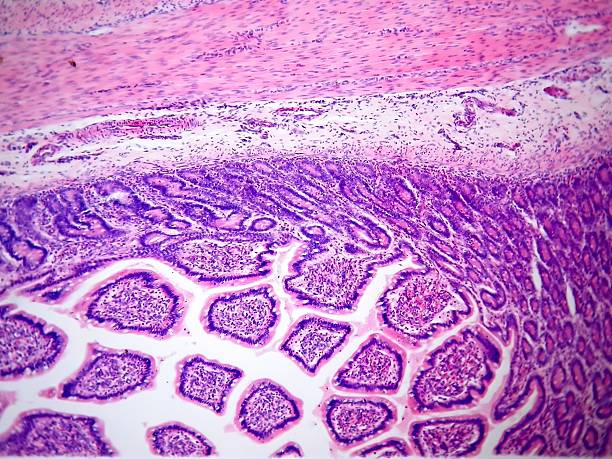 림프절 - histology lymphatic system cell animal cell 뉴스 사진 이미지