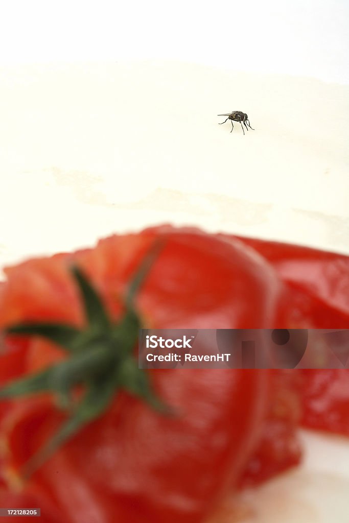 Crashed Tomato and Fly Stilllife Image Crashed Tomato and Fly Animal Markings Stock Photo