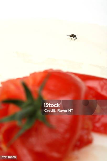 Crashed Tomato And Fly Stock Photo - Download Image Now - Animal Markings, Circle, Crash