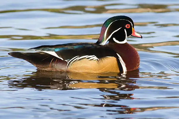 A male woodduck in a local pond, Victoria, B.C. Canada