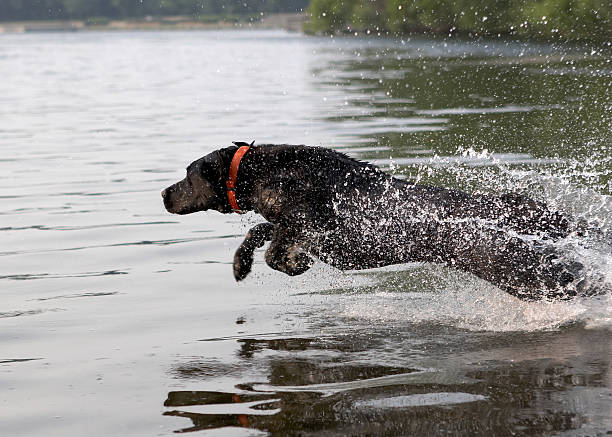 un laboratorio di salti e del movimento - dog black labrador retriever animal nose foto e immagini stock