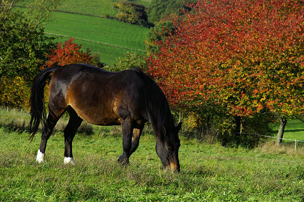 cavalo preto na frente da paisagem de outono - leafes autumn grass nature imagens e fotografias de stock