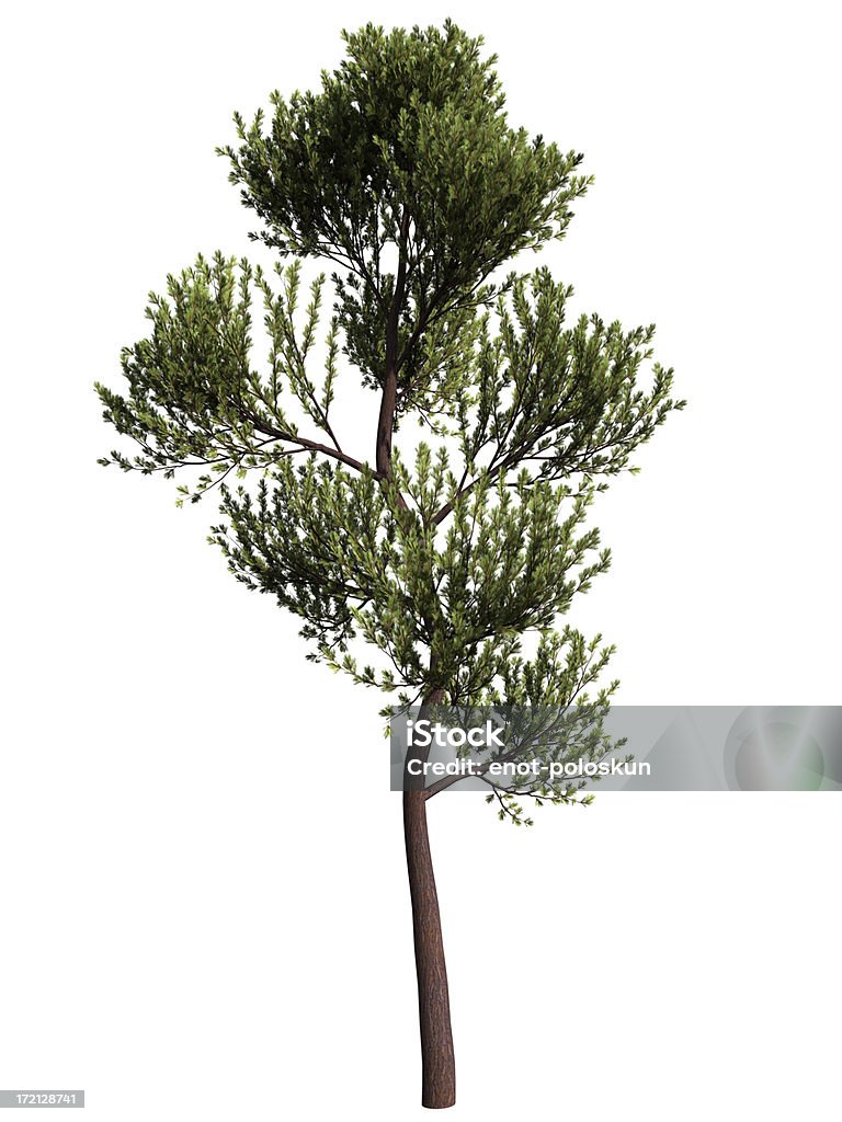 scotch pine Isolated pine. Giant image Scots Pine Stock Photo